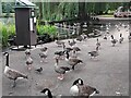 Geese at Orpington Priory Gardens