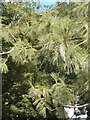 Bhutan Pine Tree in Edmonton Cemetery