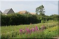 Last Taylor Wimpey houses, Northstowe Phase 1