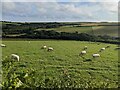 Sheep grazing near Kingston Hill