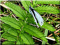 Green veined white butterfly, Gortinagin