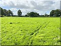 Field of grass