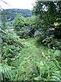 Overgrown footpath