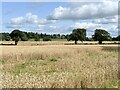 Field of wheat