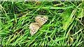 Speckled Wood butterfly on verge of B5302 near Spittal Rigg