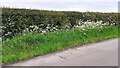 Hedge and verge on north side of road east of Nova Scotia