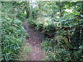 Llwybr yn rhydio nant / Path fords a stream