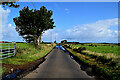 Tree along Altikeeragh Road