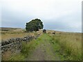 Bridleway approaching Peat Holes remains