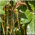 Southern Hawker Dragonfly at Green Island Gardens