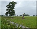 Isolated tree, south of Whitnell Lane