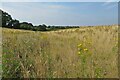 Meadow by the footpath