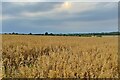 Field of oats by the bridleway