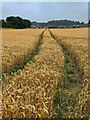 Tractor lines in a wheatfield