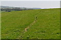 Downland footpath