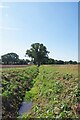 Field Drain by Weeley Footpath 11