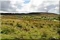 Orkney grassland