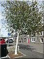 Tree in Creetown