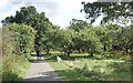 Dog in the Orchard, Highfield Park