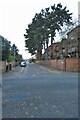 Tall trees on Ranelagh Road