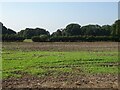 Field off Runcorn Road