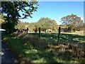 Cattle in corner of field