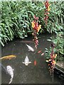 Koi carp