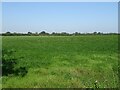 Grazing north of Northwich Road