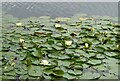 Leybourne Lakes Country Park