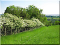 Hawthorn hedge south of the remains of Queen