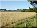 Barley field near Thankerton Moor