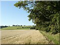 Field boundary near Eastend