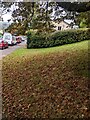 Dead leaves on grass alongside Russell Drive, Malpas, Newport