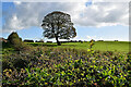 Tree, Moylagh