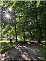 Trees at Preston Park