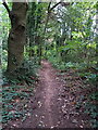 Bridleway through Twybrook Copse