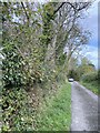 Hedgerow on a country lane