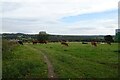 SE2136 : Cattle field beside Rodley Lane by DS Pugh