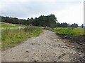 Track to conifer plantation