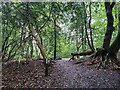 Autumn on Weydown Common (3)