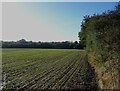 Crop field, Bodham