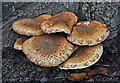 Shaggy pholiota (Pholiota squarrosa)