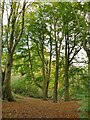 Tall trees in Bathpool Wood