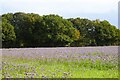 Crop field and woodland near Horstead