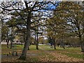 Trees in the park