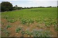 Beet crop on Winding Hill