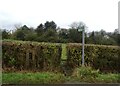 Footpath off Over Lane, Hazelwood