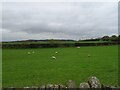 Sheep grazing, Holbrook Moor