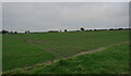 A field seen from Highfield Lane, Great Ryburgh