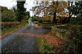 Fallen leaves along Glenderg Road